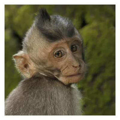 Фотография обезьяны: Эмоции в глазах