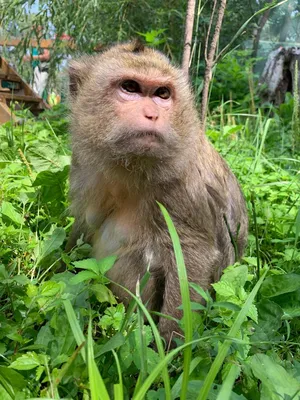 Изумительные фото обезьян: скачивайте в различных размерах!