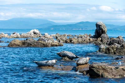 Искусства Яванского моря: красота в каждой детали