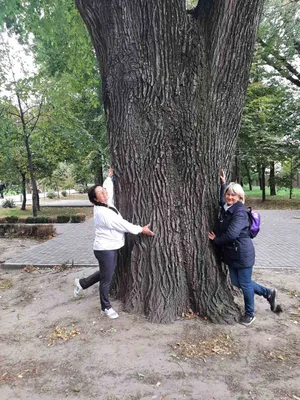 Рисунок Яворина дерева: магия природы в изображении