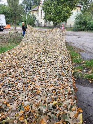 Яворина дерево: прекрасное изображение для вашего экрана