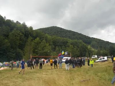 Фото яворина дерево в HD качестве