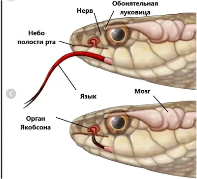 Язык змеи  фото