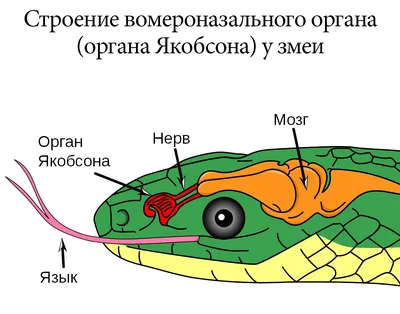 Язык змеи: фото, которое выгодно выделит вашу коллекцию