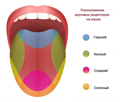 Качество на первом плане: Язык человека в высоком разрешении