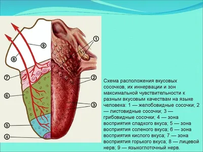 Между словами: Язык в моментах