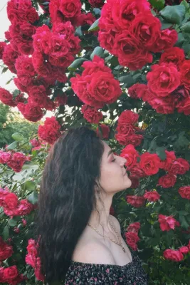 Фото розы: притягательная элегантность