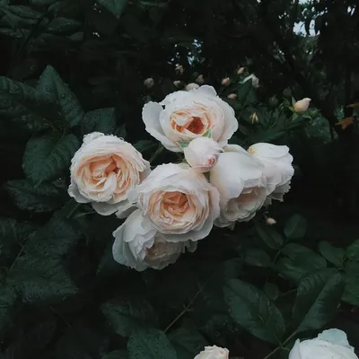 Фото розы: уникальность каждого цветка