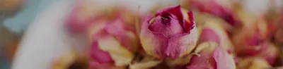 Фото розы: загадочность ее аромата