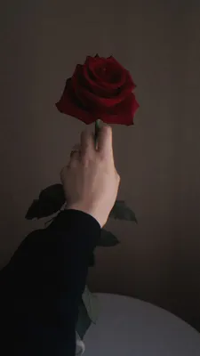 Картинка розы: игра света и тени