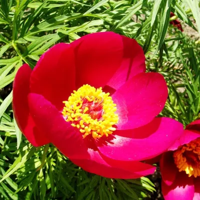 Игольчатый пион - изысканный цветок на фотографии