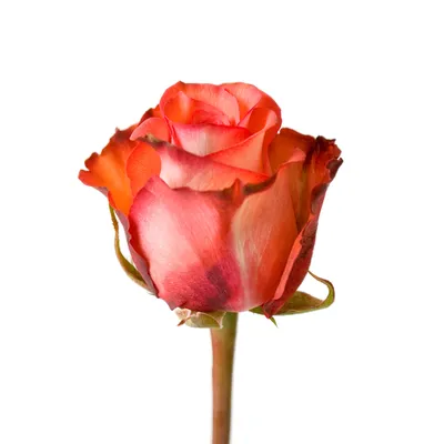 Фотография игуаны розы с настраиваемым размером