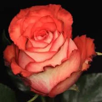 Красивое фото розы с элементами игуаны