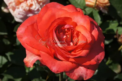 Игуана роза - фото с возможностью выбора формата