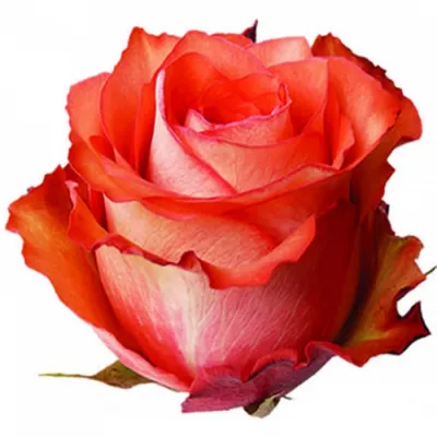 Игуана роза на фотографии - качественное изображение