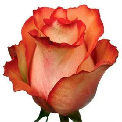 Фотография игуаны розы в формате png
