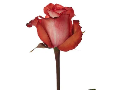 Игуана роза - фотография для скачивания