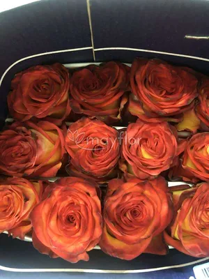 Игуана роза на фотографии - качественное изображение