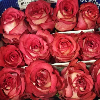 Фото игуаны розы для скачивания в формате jpg