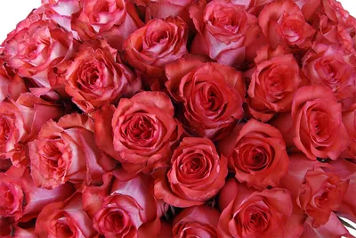 Фотография игуаны розы в формате png