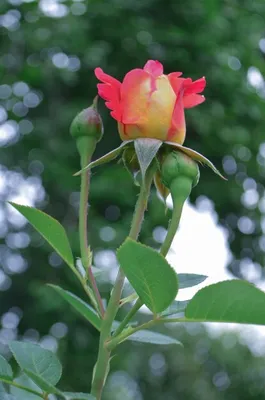 Красивая игуана роза на фото