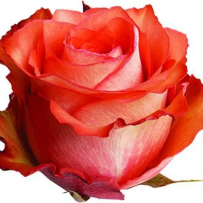 Фото игуаны розы с возможностью выбора формата