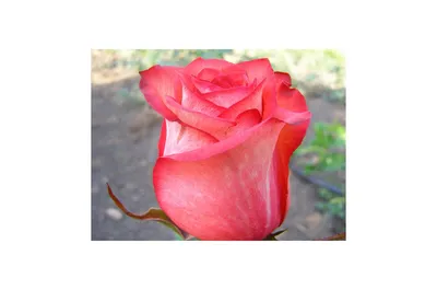 Фото игуаны розы для скачивания в формате jpg