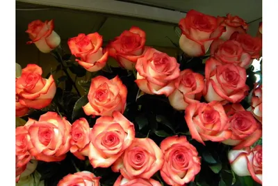 Фото игуаны розы с возможностью выбора размера