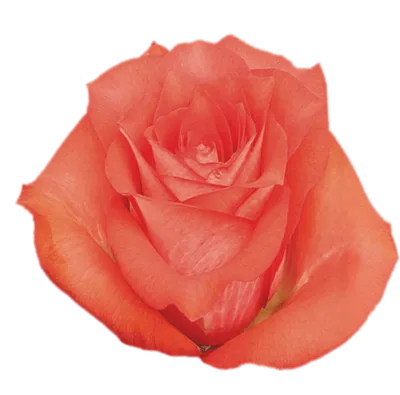 Фото игуаны розы с возможностью выбора формата