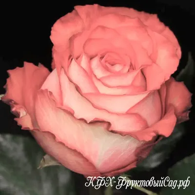 Фото игуаны розы в формате png для скачивания