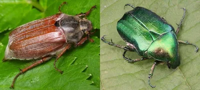 Фото июньского жука: уникальные снимки