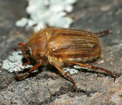 Фото июньского жука: качественные снимки