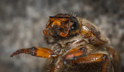 Июньский жук: фотографии с натуральными цветами
