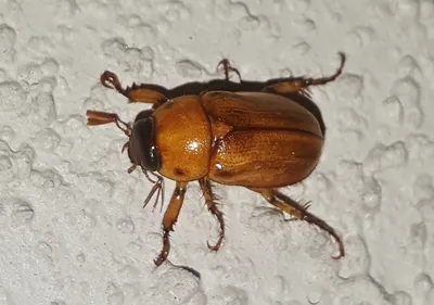 Фото июньского жука: живые изображения