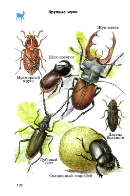 Фотографии Июньского жука: уникальные кадры из мира насекомых