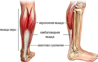 Иконические изображения человеческой икры