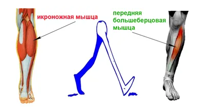 Разнообразие изображений человеческой икры: выбирайте размер и формат