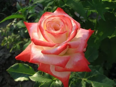 Императрица фарах роза в высоком разрешении (jpg)