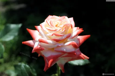 Великолепная императрица фарах роза для скачивания (jpg)