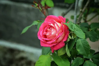 Очаровательная форма Императрицы фарах роза в png