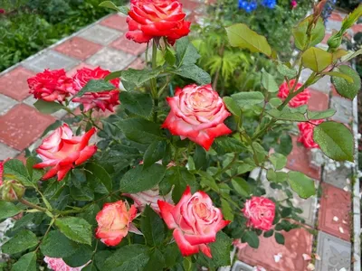 Превосходное изображение Императрицы фарах роза в формате webp