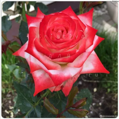 Фото Императрицы фарах роза в разных размерах (jpg)