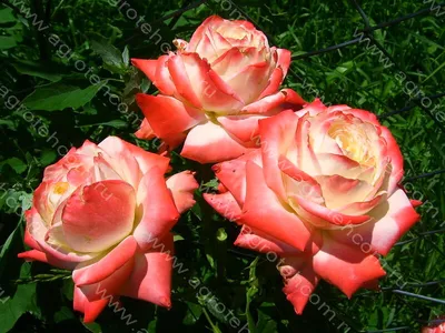 Императрица фарах роза с высокой четкостью (png)