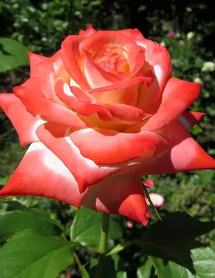Уникальное изображение Императрицы фарах роза в формате webp