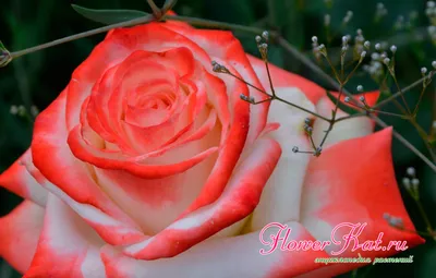 Уникальное фото Императрицы фарах роза в формате webp