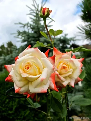 Красивая фотография Императрицы фарах роза для загрузки (jpg)