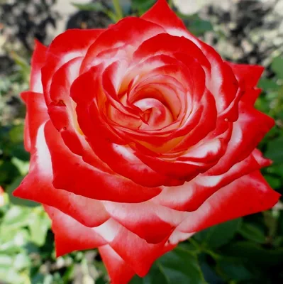 Изысканное изображение Императрицы фарах роза в формате webp
