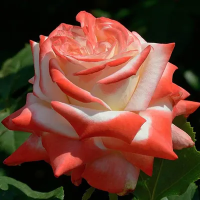 Фото, картинка, изображение Императрицы фарах роза (jpg)