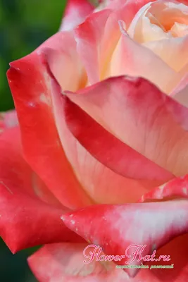 Уникальная фотография Императрицы фарах роза в формате webp