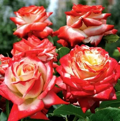 Красивая императрица фарах роза для загрузки (jpg)
